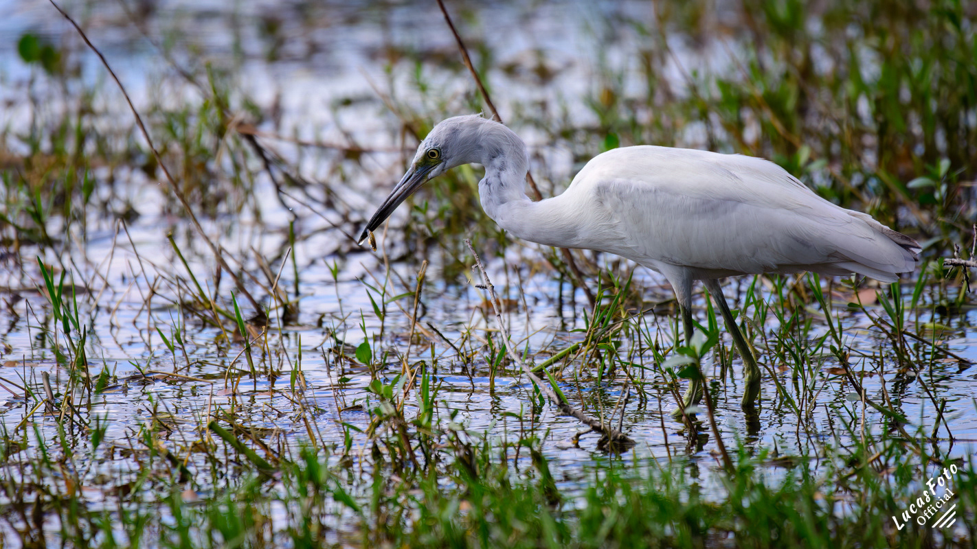 Juvenile Little Blue Heron
