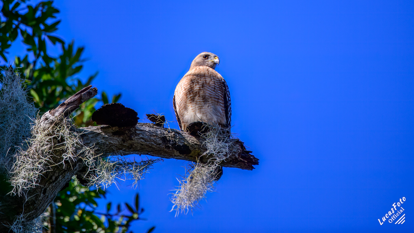 Red-shouldered Hawk