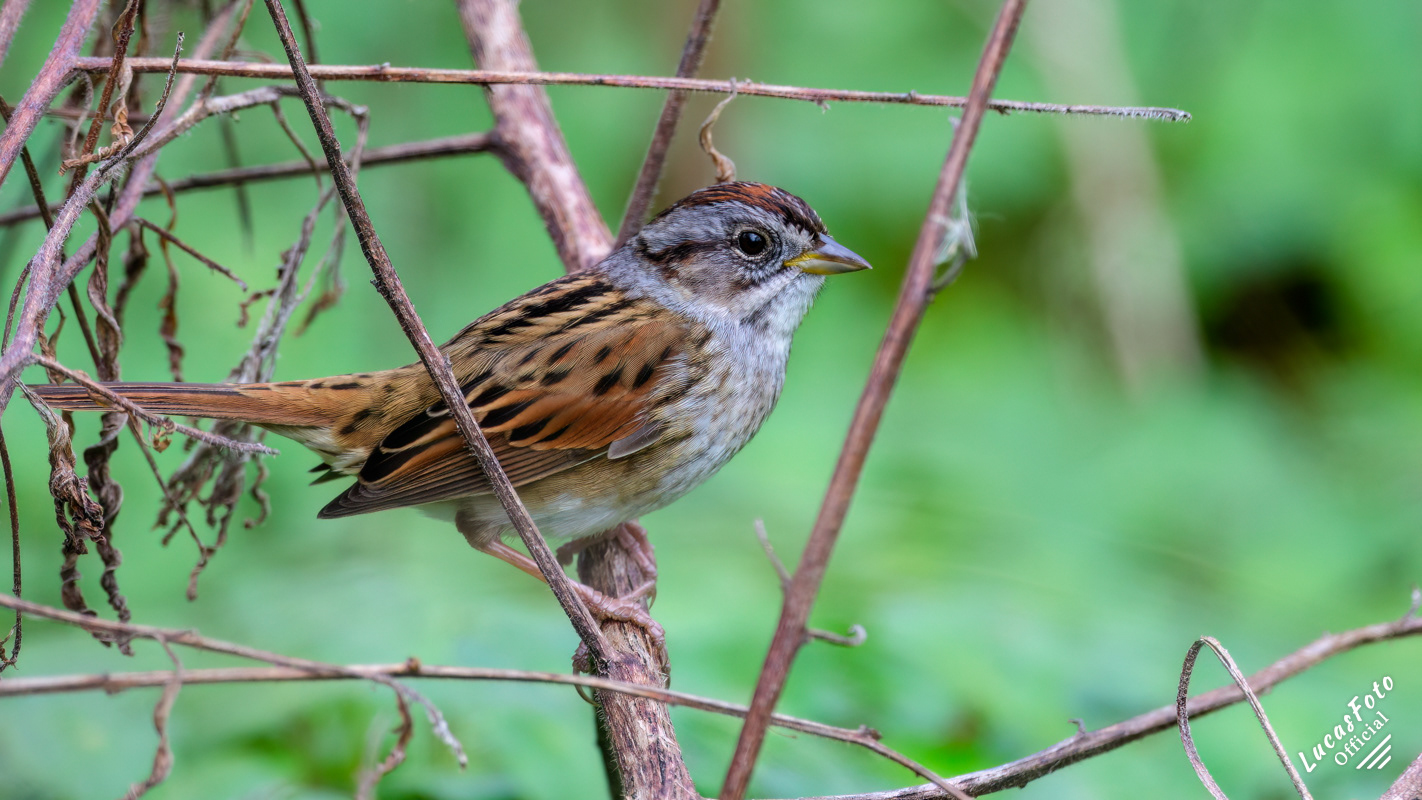 Swamp Sparrow