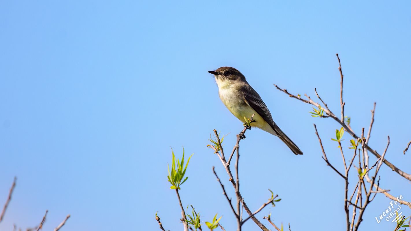 Eastern Phoebe