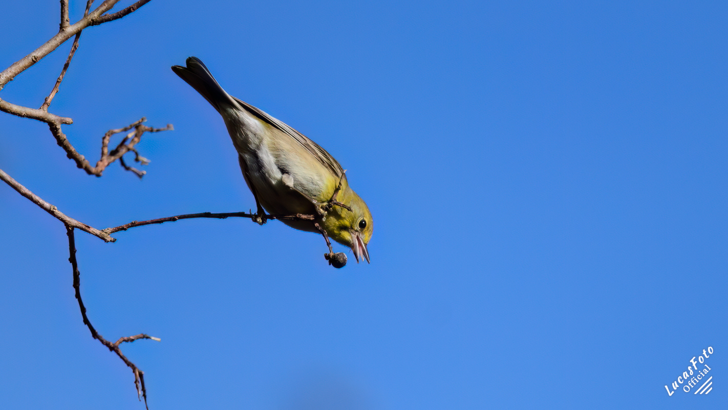 Pine Warbler