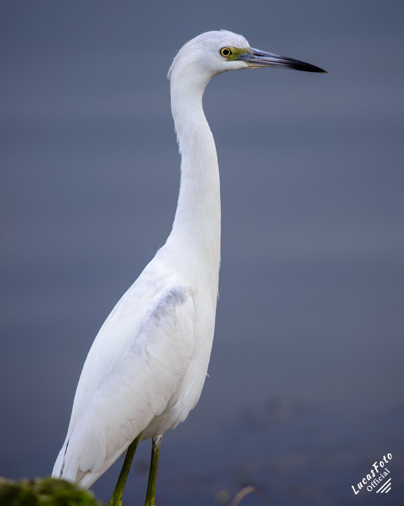 Juvenile Little Blue Heron