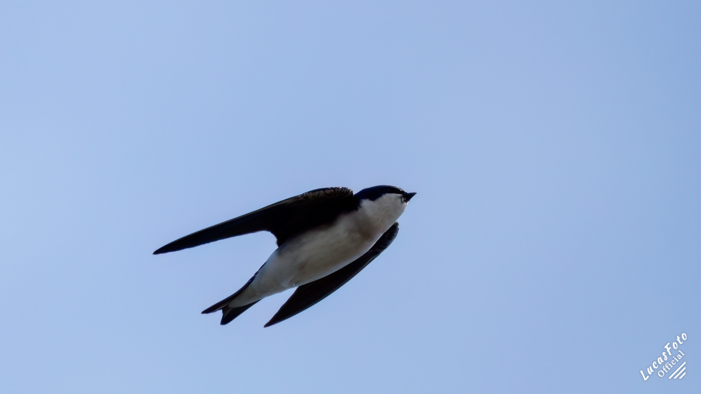Tree Swallow