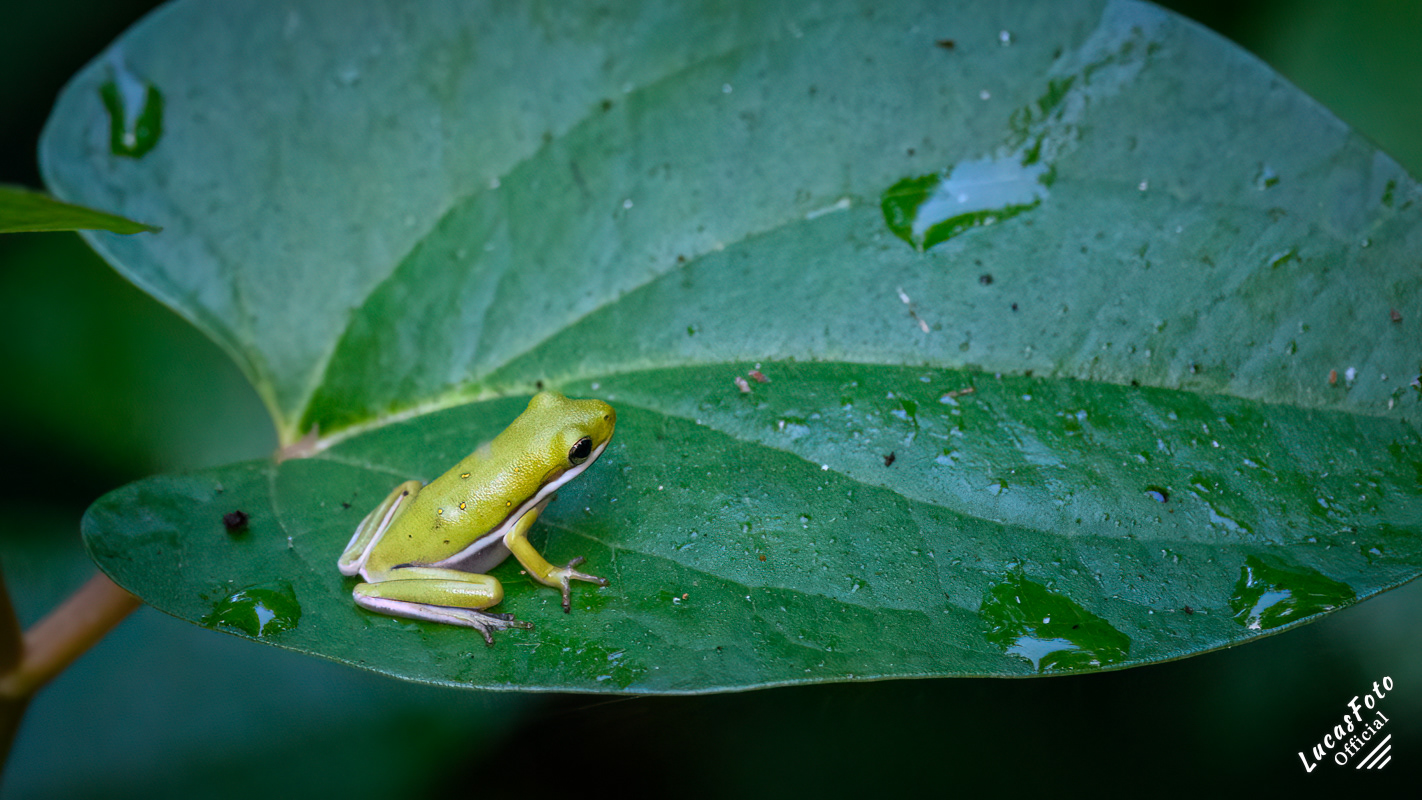 Green Treefrog