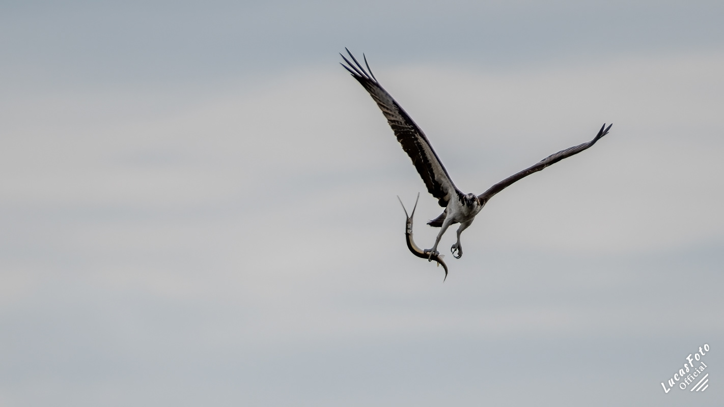 Osprey