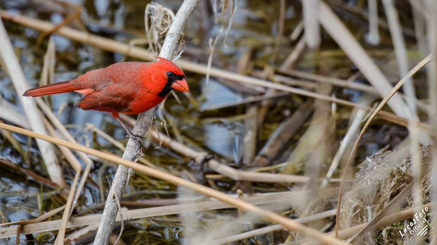 Northern Cardinal