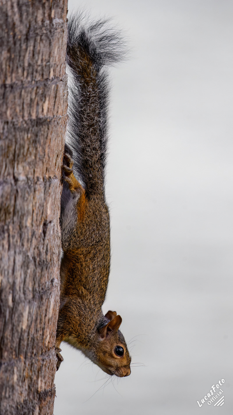 Gray Squirrel