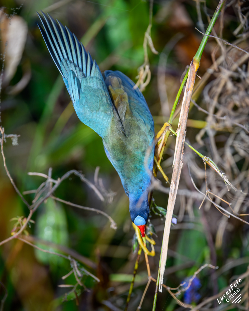 Purple Gallinule