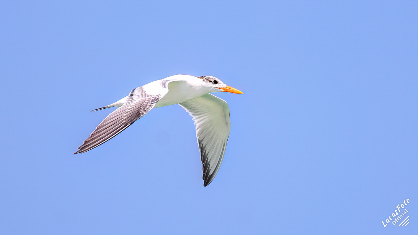 Forster's Tern