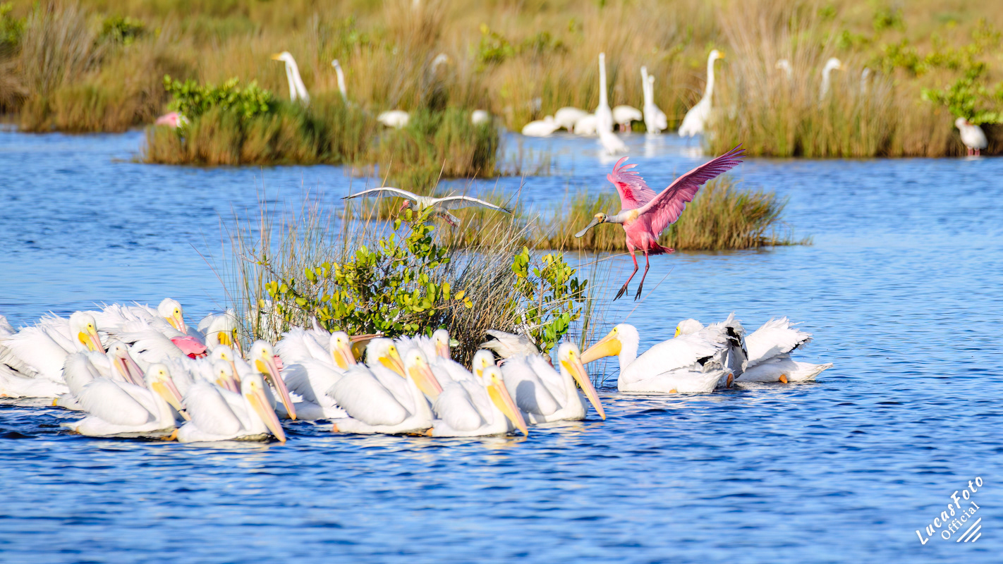 American White Pelican / Roseate Spoonbill
