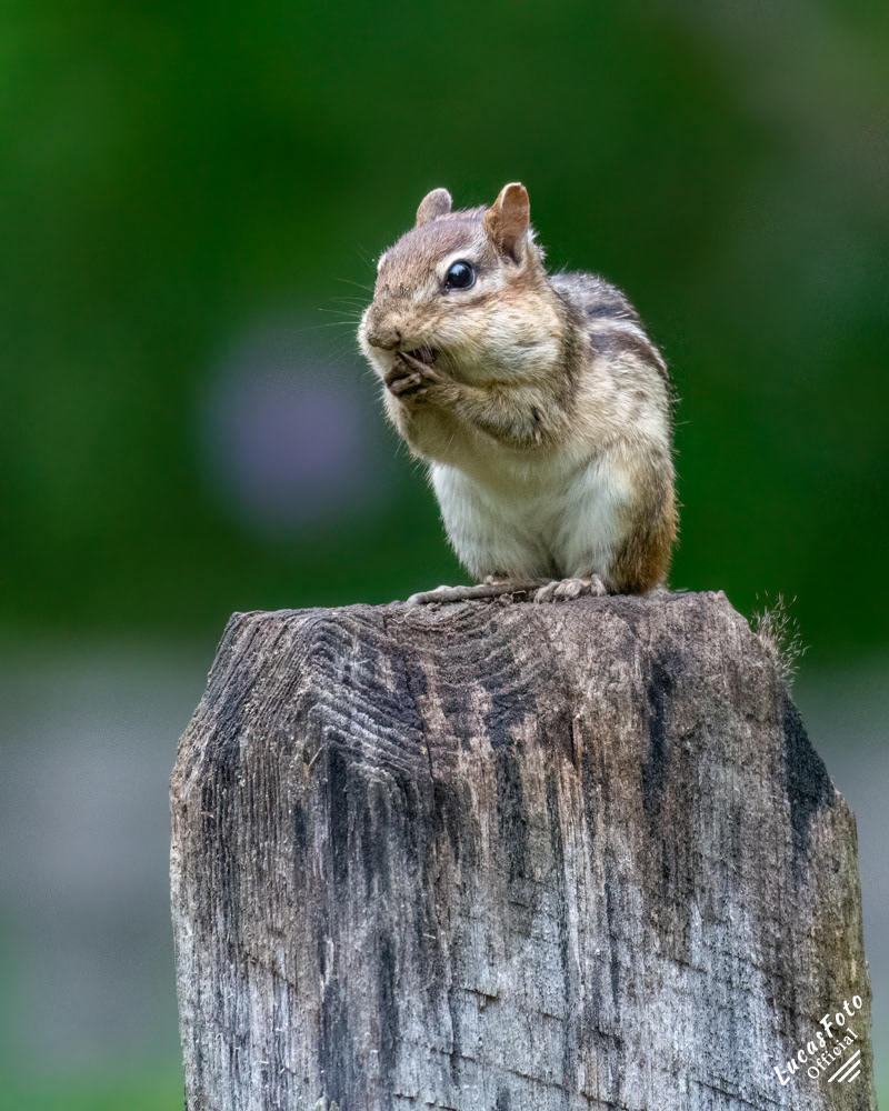 Chipmunk