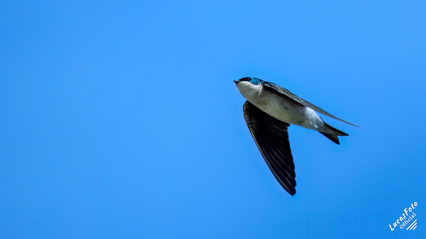 Tree Swallow
