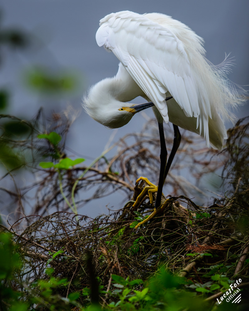 Snowy Egret