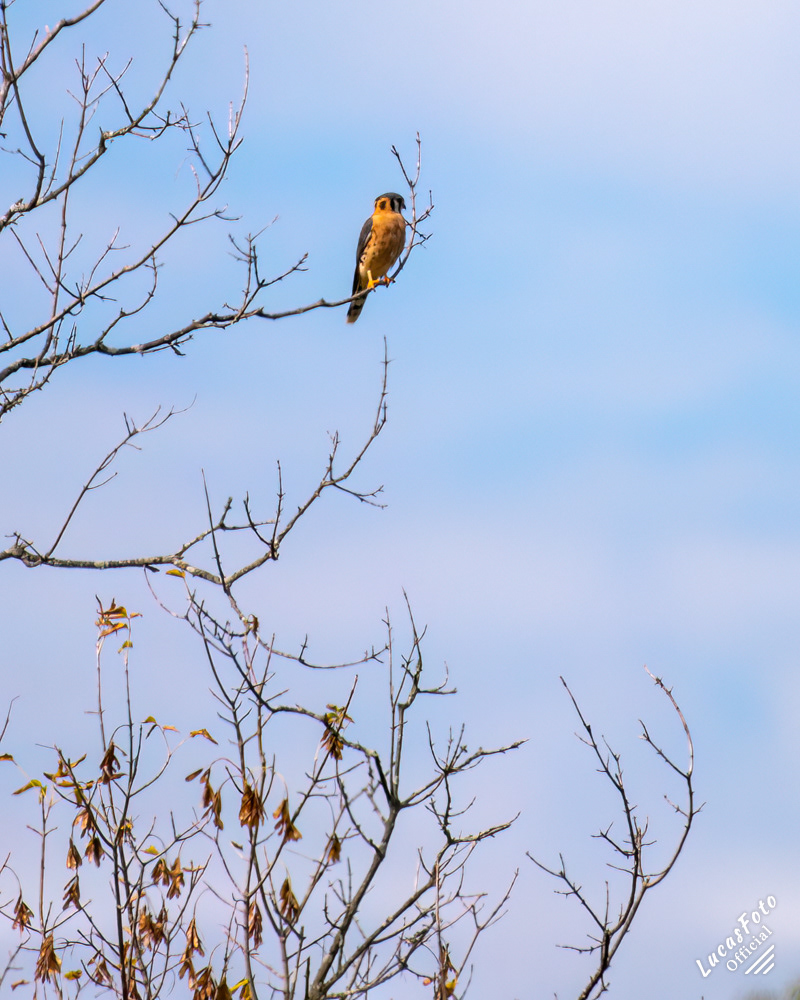 American Kestrel