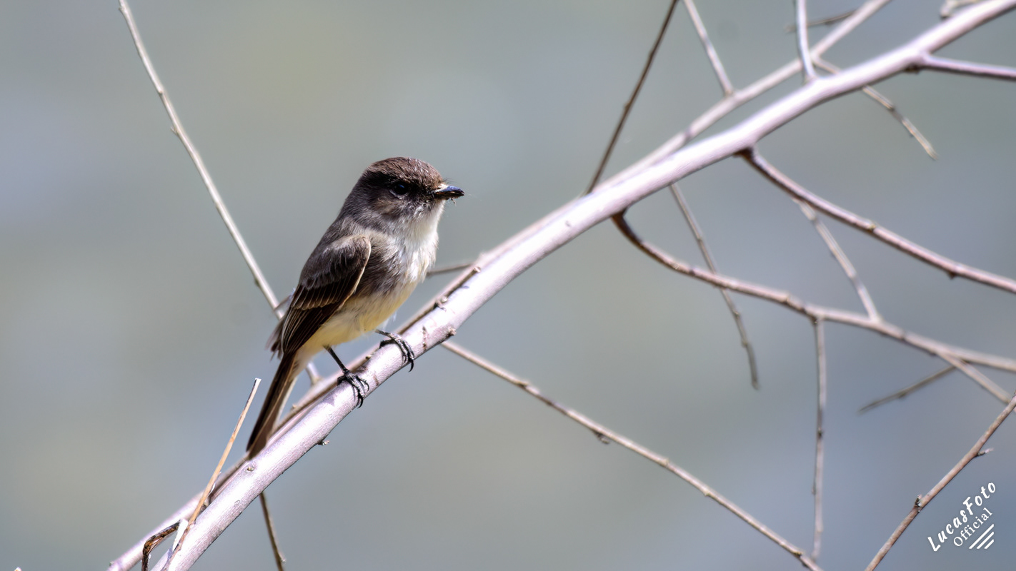 Eastern Phoebe