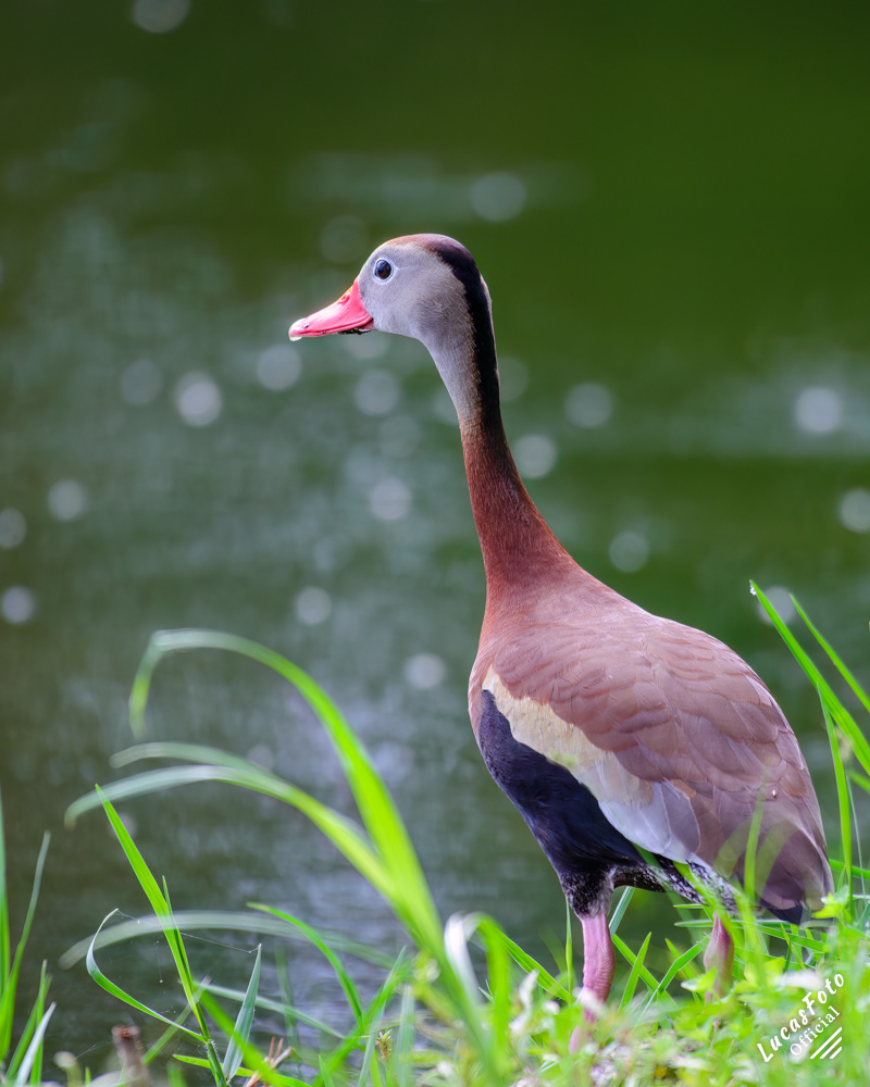 Black-bellied Whistling-Duck