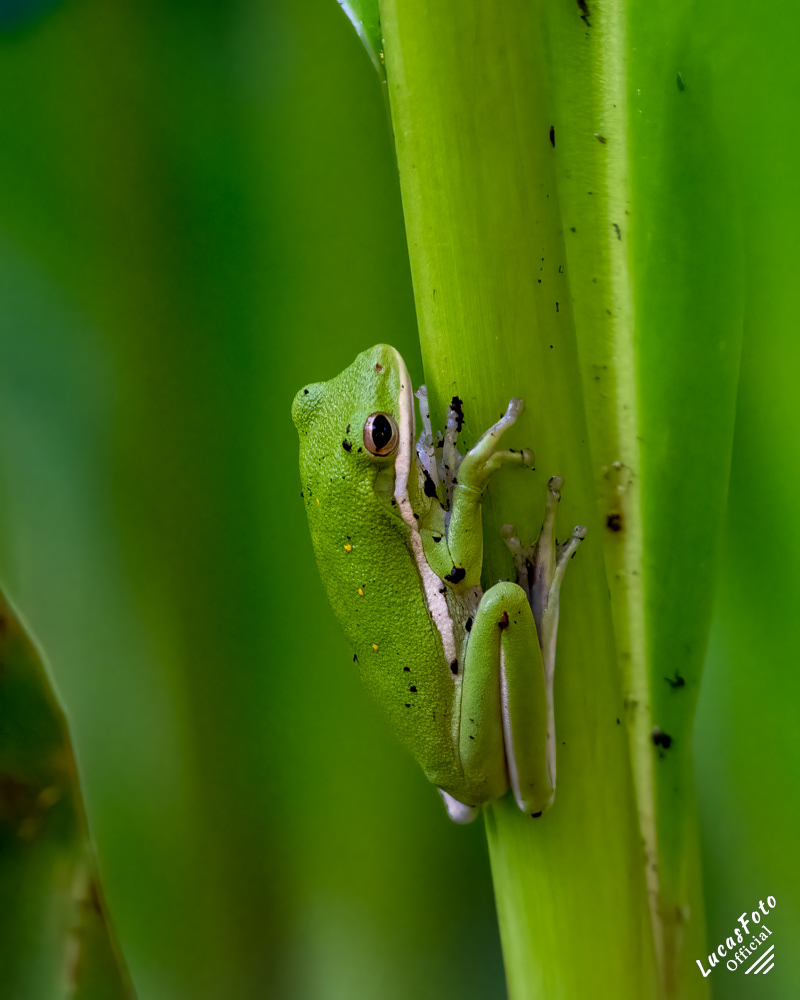 Green Treefrog