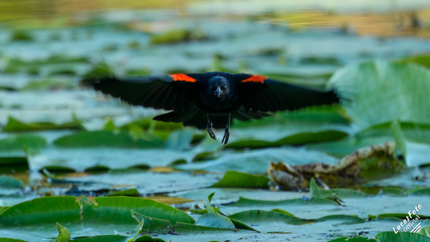 Red-winged Blackbird