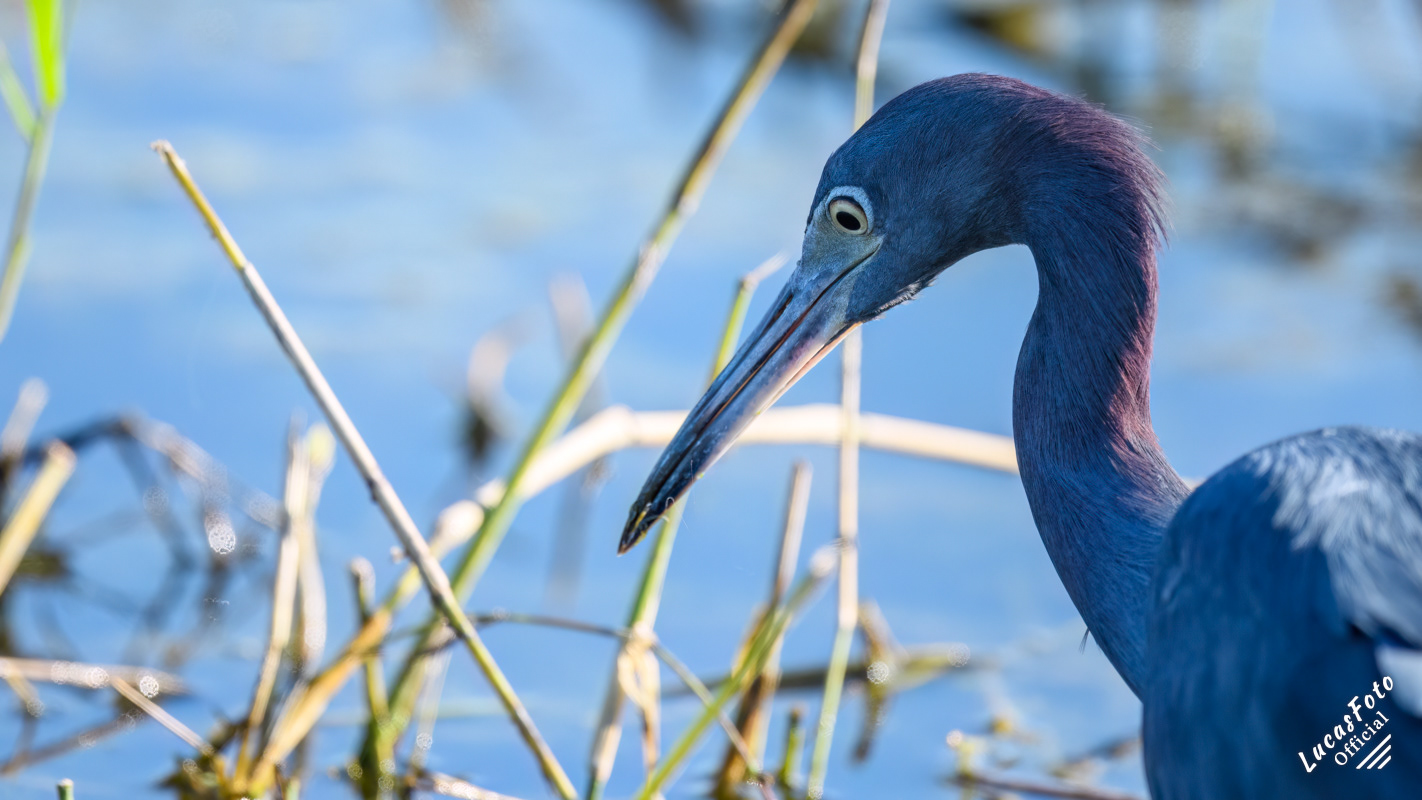 Little Blue Heron