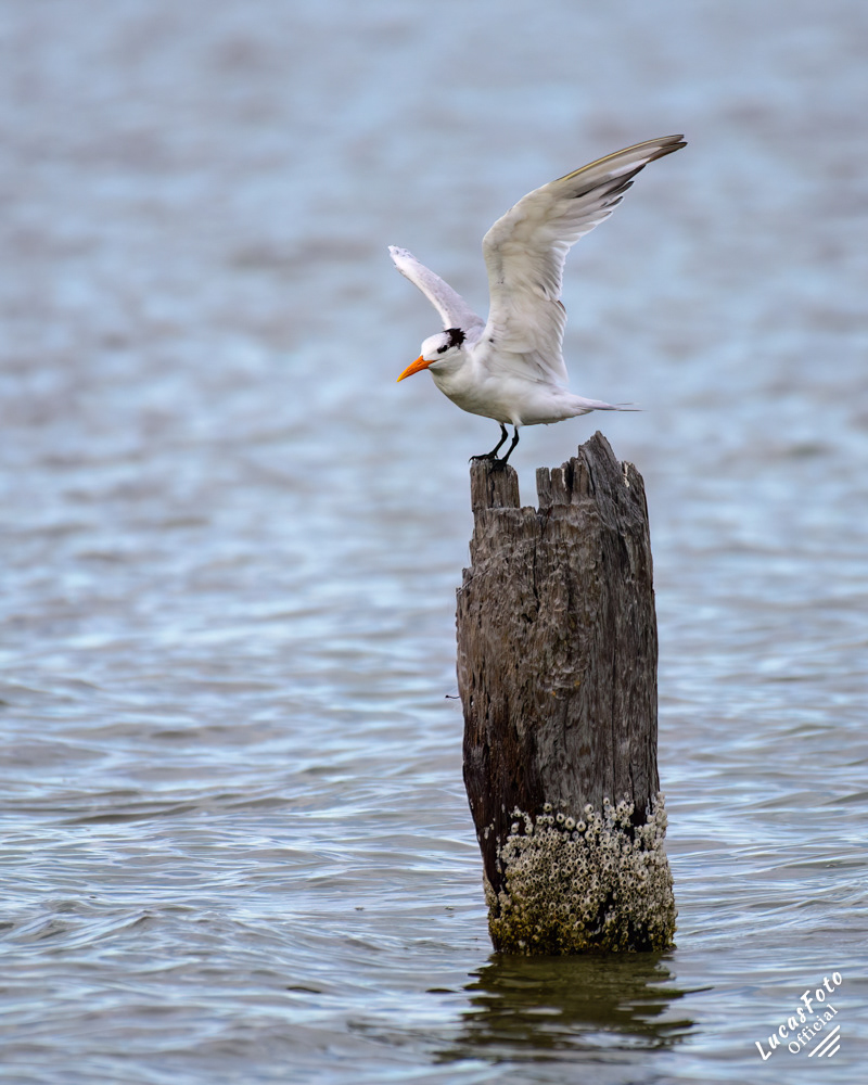 Royal Tern