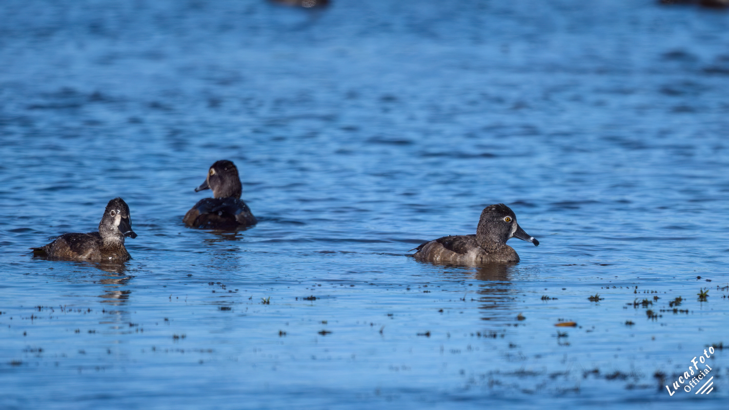 Ring-necked Duck