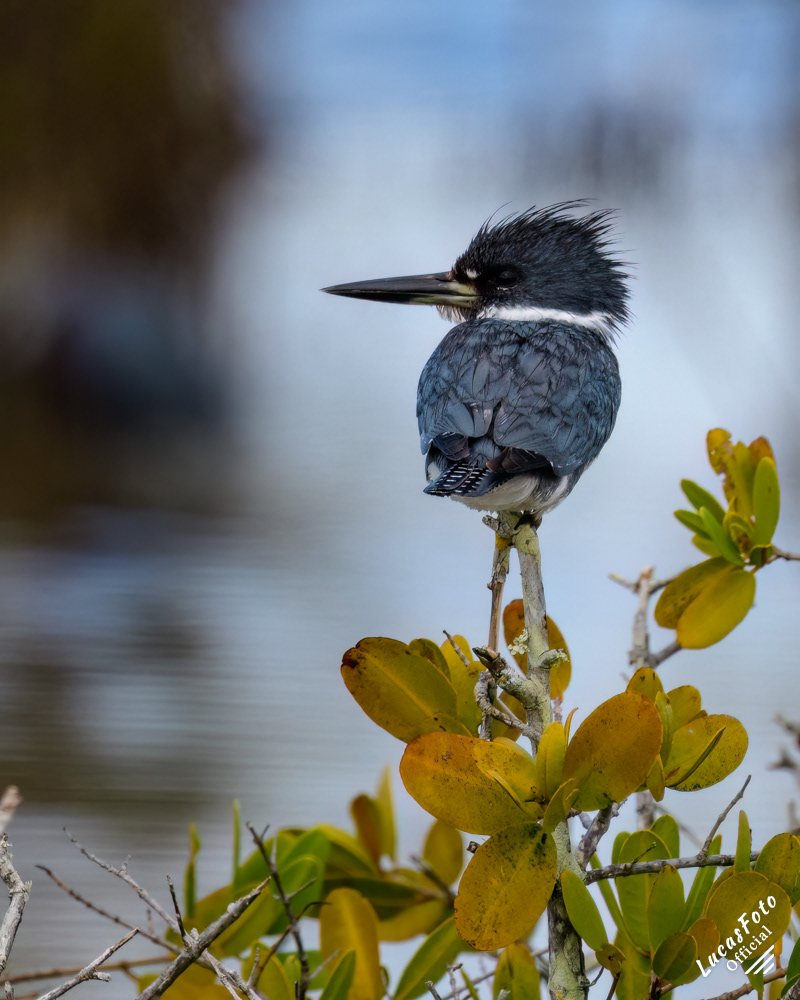 Belted Kingfisher