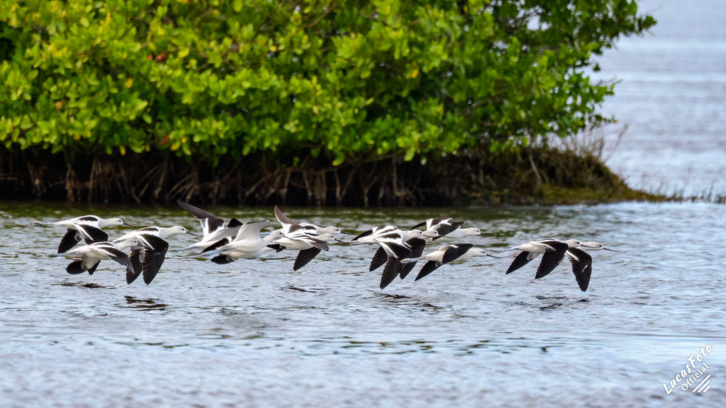 American Avocet