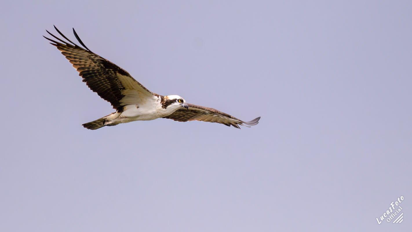 Osprey