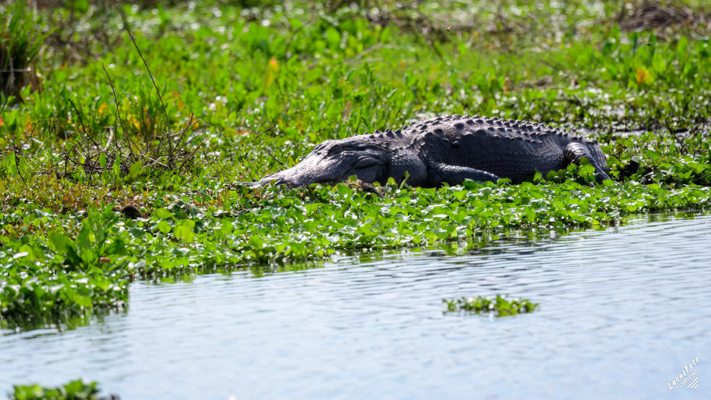 Alligator