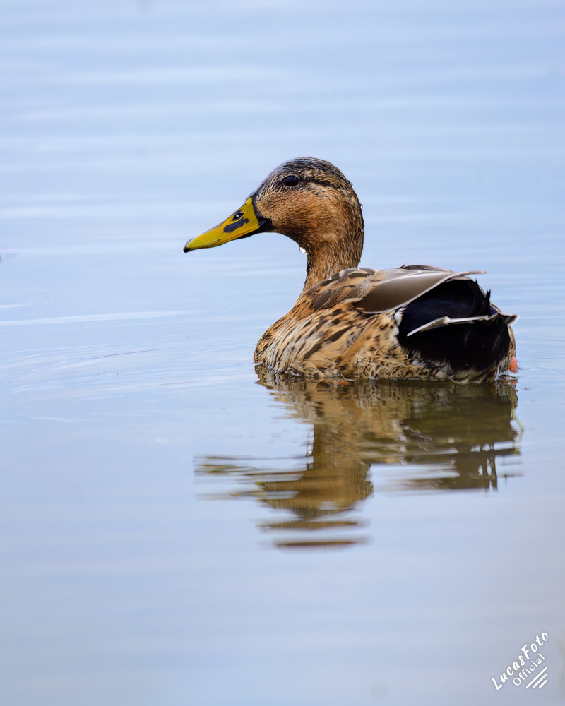 Mottled Duck