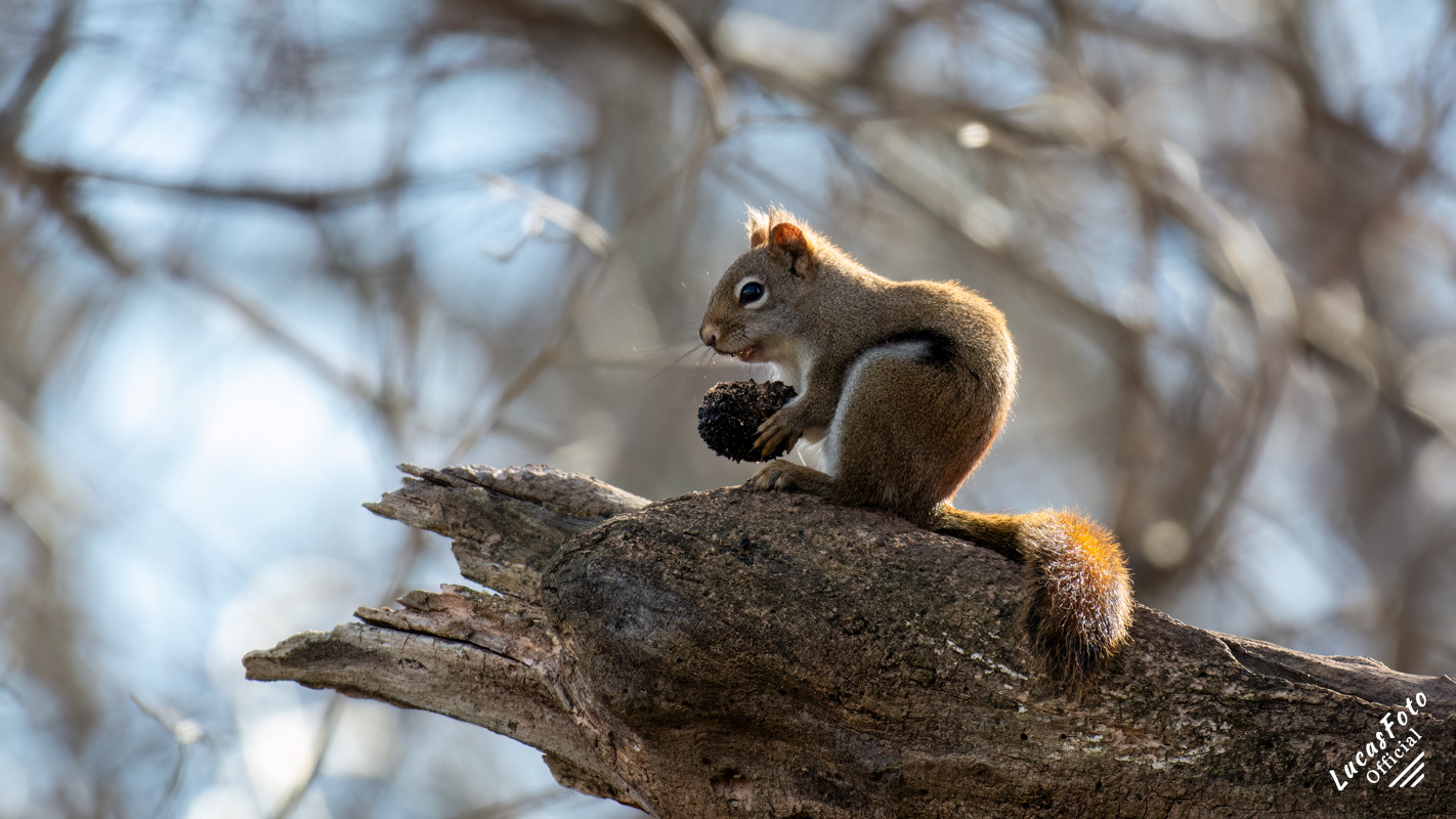 American red squirrel
