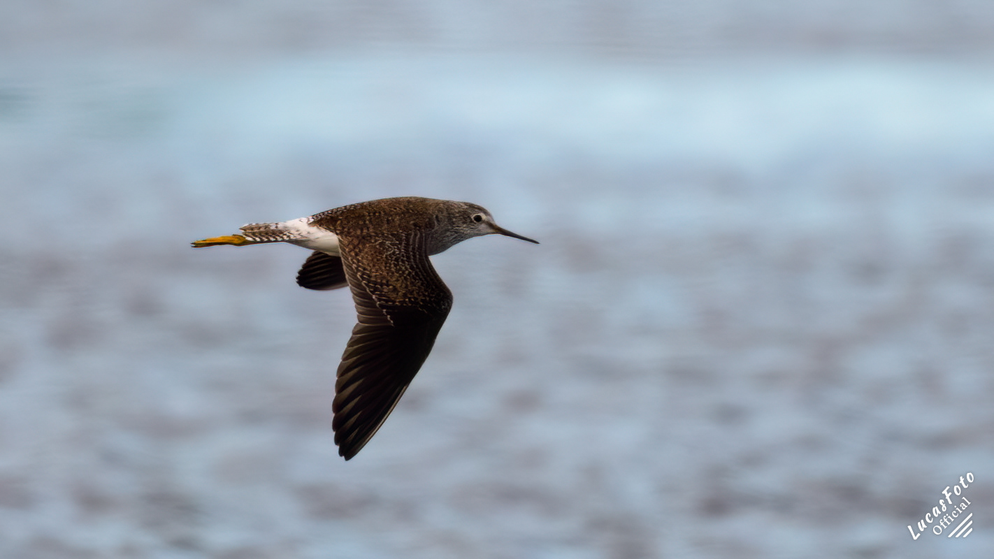 Lesser Yellowlegs