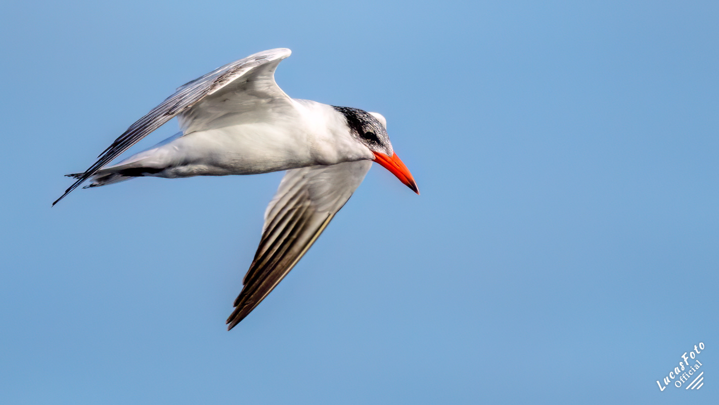 Caspian Tern