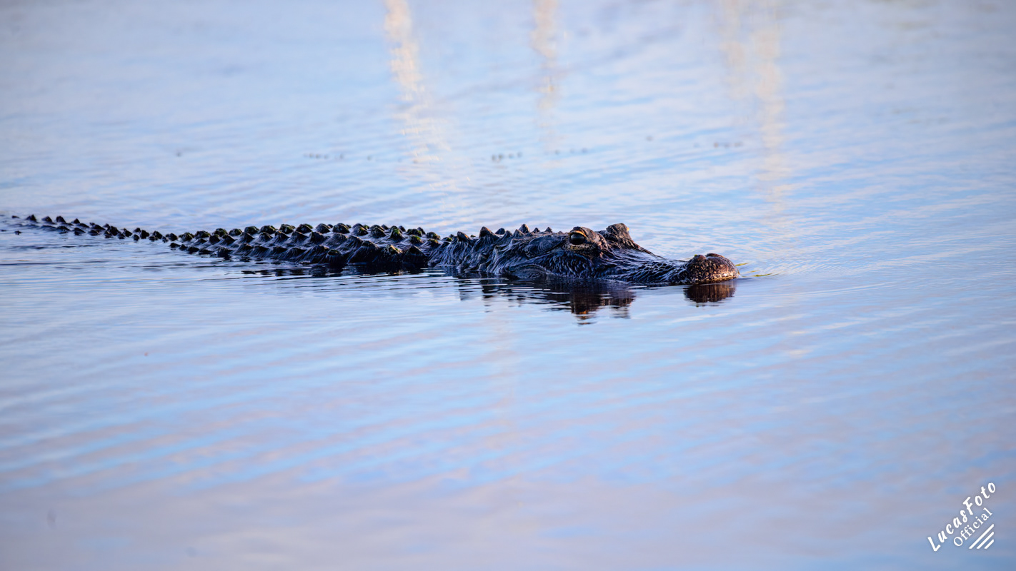 Alligator