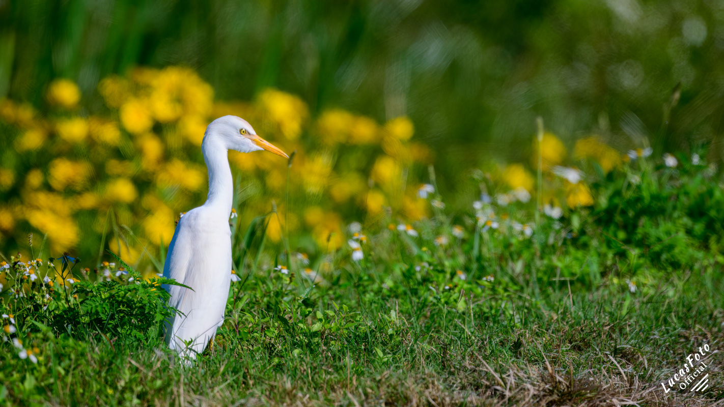 Cattle Egret
