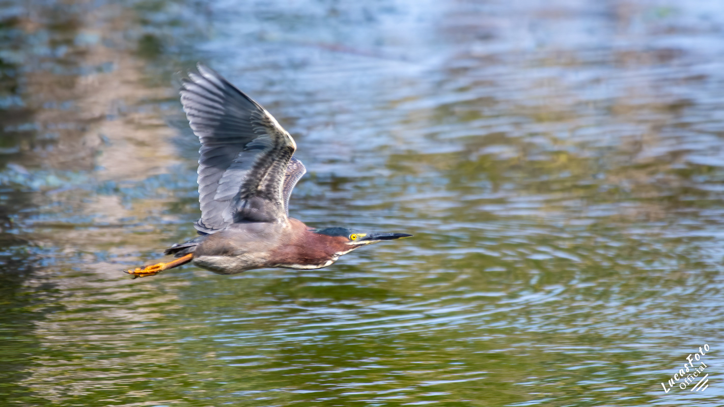 Green Heron