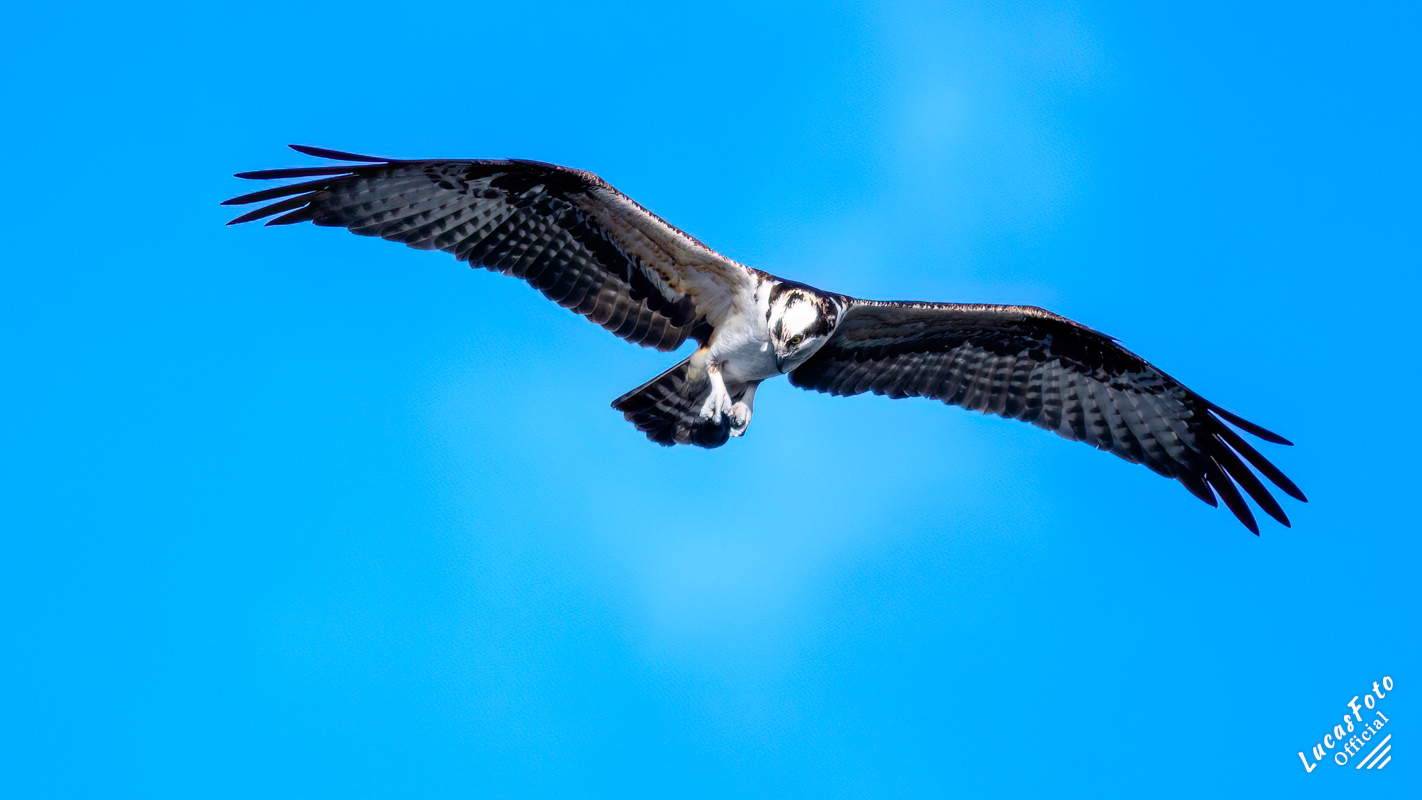 Osprey