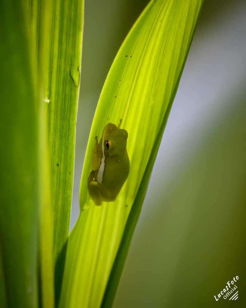 Green Treefrog