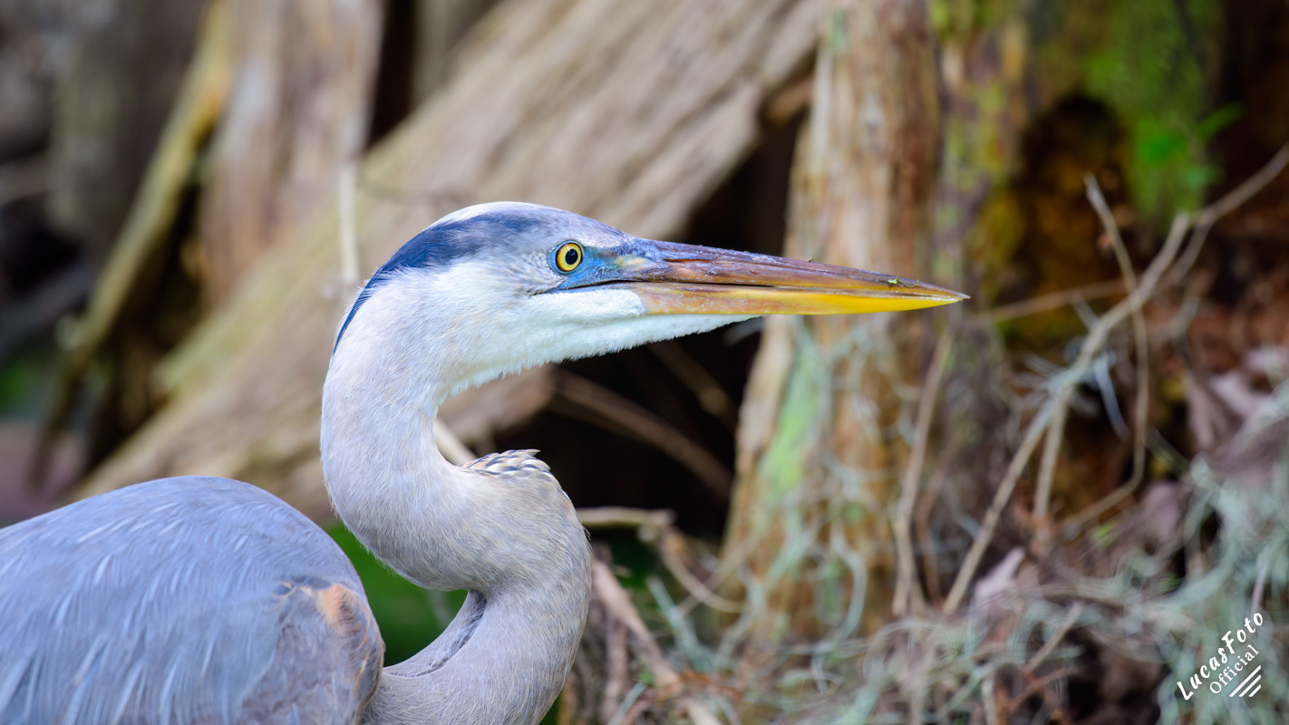 Great Blue Heron