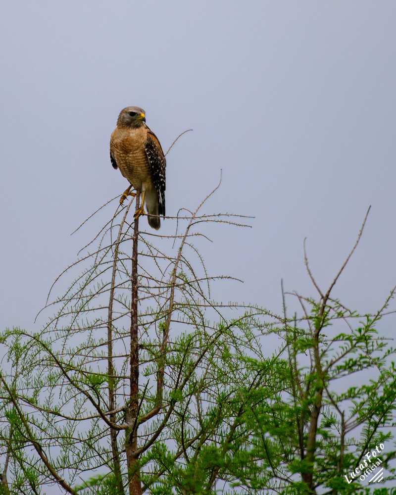 Red-shouldered Hawk