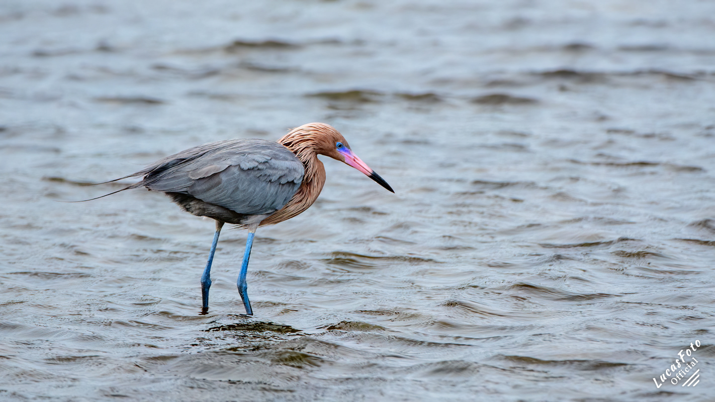 Reddish Egret