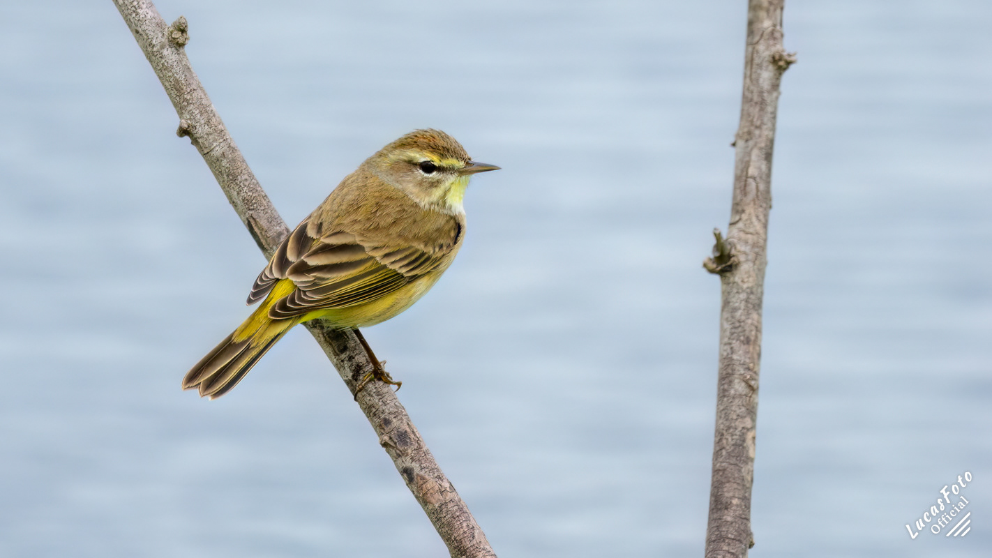 Palm Warbler