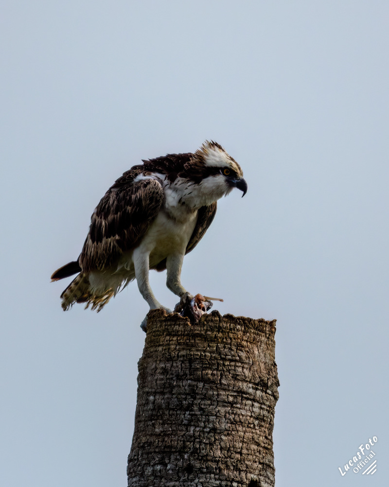 Osprey