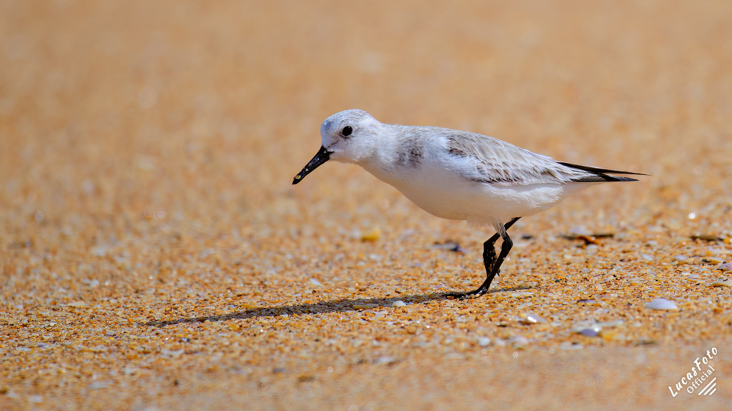 Sanderling
