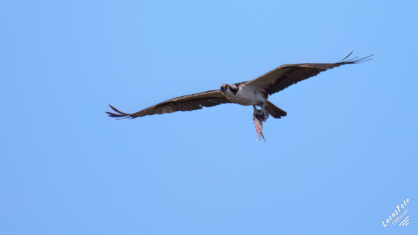 Osprey
