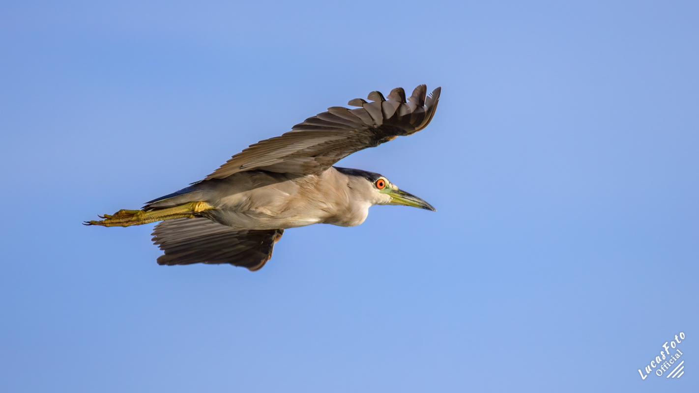 Black-crowned Night Heron