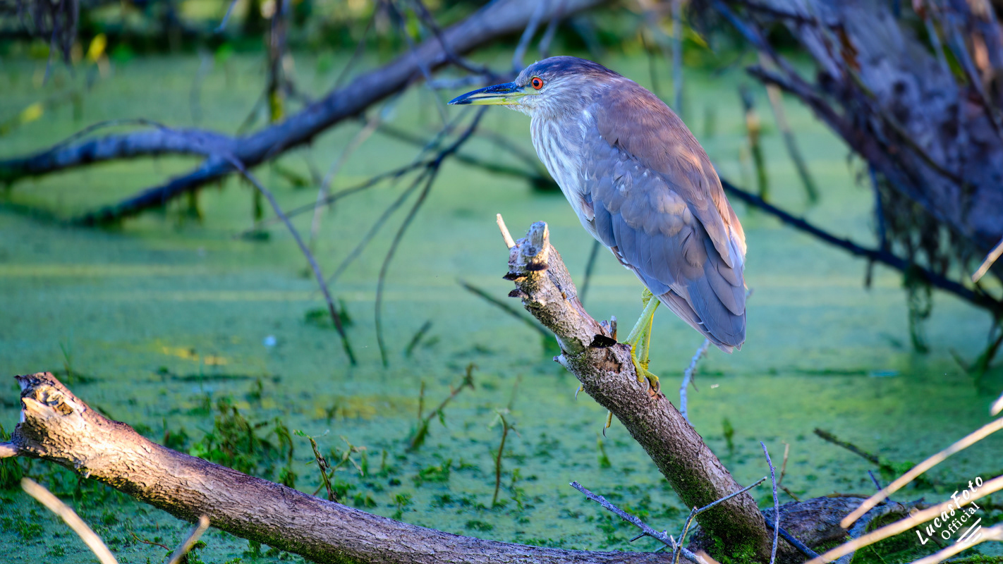 Black-crowned Night Heron