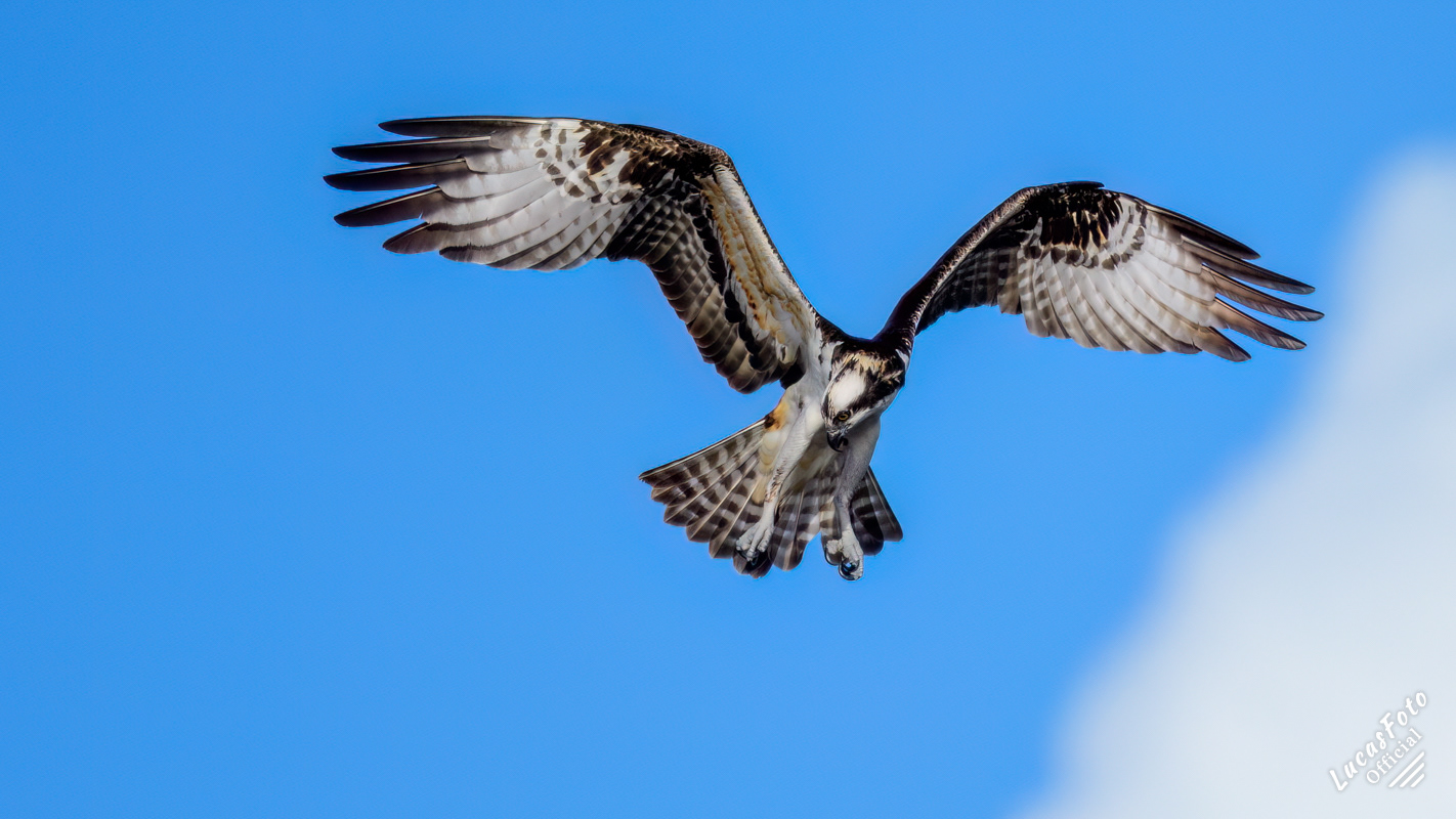 Osprey