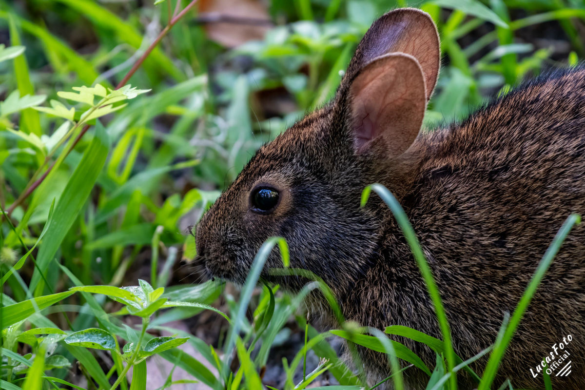 Marsh Rabbit