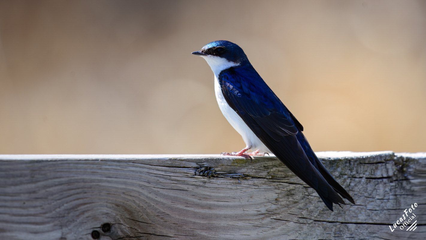 Tree Swallow